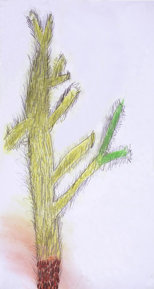 drawing of cactus tree