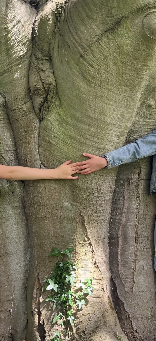 tree hug